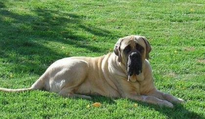 马士提夫犬好养吗?大型犬要注意补钙的问题 马士提夫犬好养吗?大型犬要注意补钙的问题