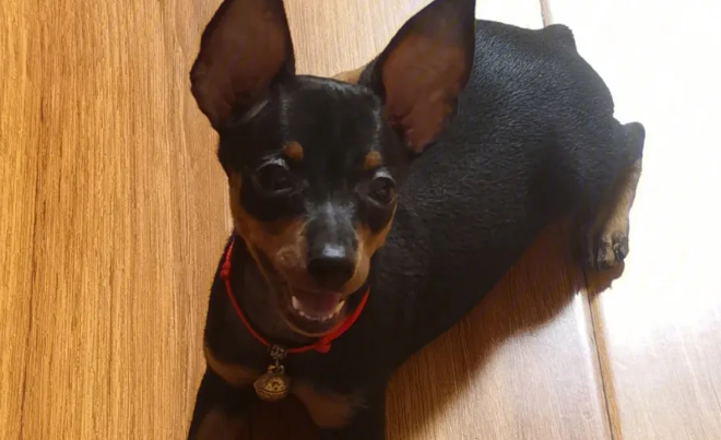当初为了防油耗子，司机养了只小鹿犬，这一养便是六年的朝夕相处 