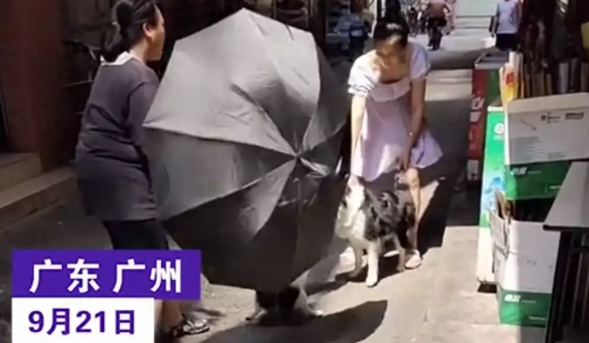 广州：两条宠物狗发生撕咬，女子用雨伞劝架，很不理智