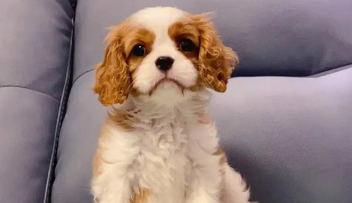 查理王小猎犬在英国贵吗