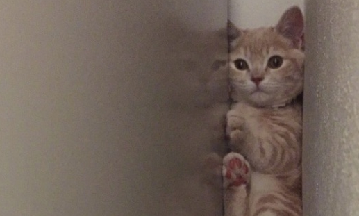 猫以为主人床上藏了别的喵,不知所措的表情扎心了 猫以为主人床上藏了别的喵,不知所措的表情扎心了