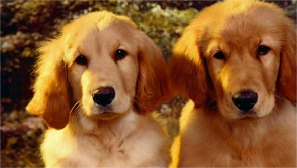 金毛犬吃什么食物最好 金毛犬吃什么食物最好