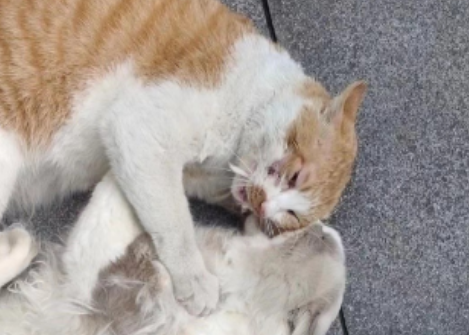 布偶猫殴打流浪猫，致其脸部受伤，被质疑后主人理直气壮：我赔猫粮了！