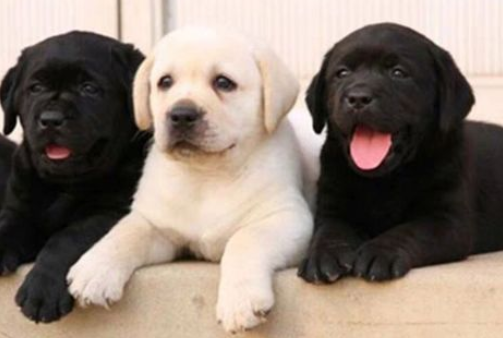 正宗拉布拉多犬图片