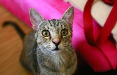 加州闪亮猫吃什么 加州闪亮猫喂养指南 加州闪亮猫吃什么 加州闪亮猫喂养指南