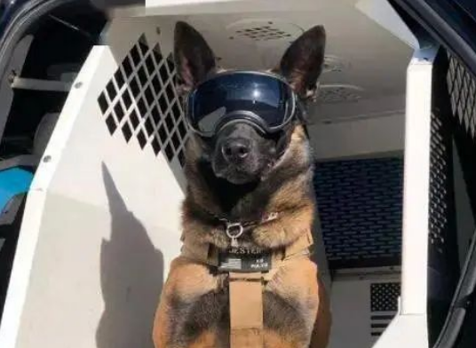 警犬伪装成便衣，网友被萌翻：真的怕不起来！