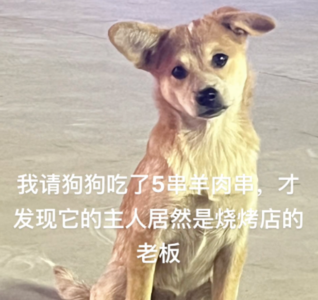 妹子好心请流浪狗吃5根羊肉串,结果发现…是灰姑娘给豪门大少花钱了哈哈 妹子好心请流浪狗吃5根羊肉串,结果发现…是灰姑娘给豪门大少花钱了哈哈