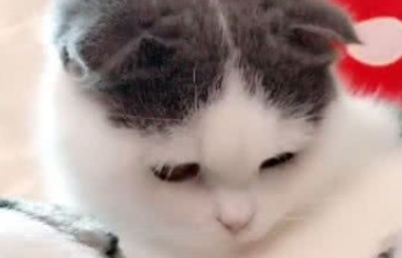 主人给猫咪生日红包,结果居然是个护财的主,举动萌翻铲屎官! 主人给猫咪生日红包,结果居然是个护财的主,举动萌翻铲屎官!