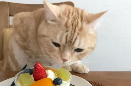猫咪为什么喜欢蹭来蹭去? 猫咪为什么喜欢蹭来蹭去?