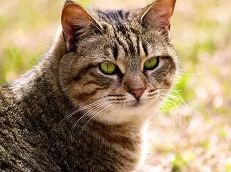 加州闪亮猫脱肛怎么治疗 脱肛治疗方法