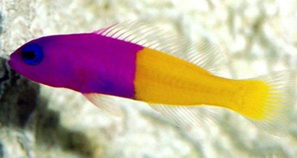 双色草莓鱼怎么养?水温为26度的水族箱 双色草莓鱼怎么养?水温为26度的水族箱