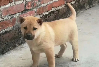 中华田园犬幼犬多少钱
