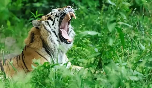 老虎会吃掉猫吗？探究猫科动物之间的关系