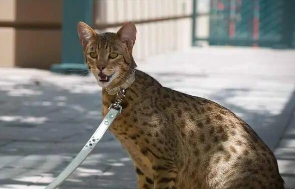 阿瑟拉猫是什么样的猫咪？这篇文章告诉你