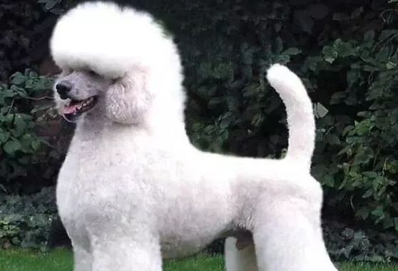 标准贵宾犬图片大全