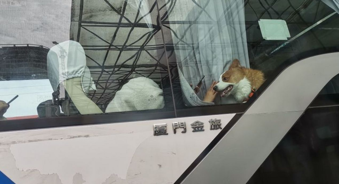 客车能带宠物吗