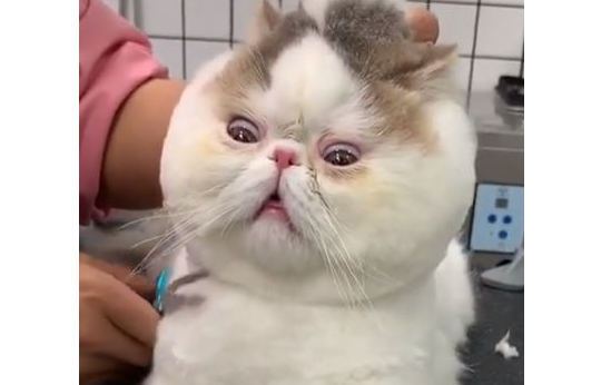 猫咪被强行剪毛,它一脸生无可恋,猫:我不要面子啊? 猫咪被强行剪毛,它一脸生无可恋,猫:我不要面子啊?