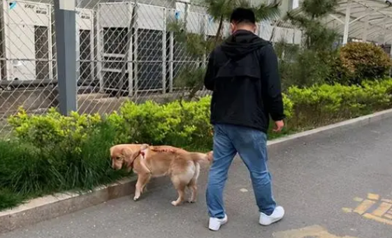 遛狗者不做“铲屎官”丨记者步行200步发现14处狗粪 遛狗者不做“铲屎官”丨记者步行200步发现14处狗粪