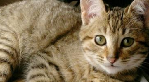 加州闪亮猫能吃什么水果？来看看！