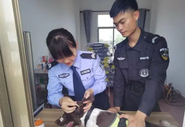 警犬与警花并肩作战,都很“猛”! 警犬与警花并肩作战,都很“猛”!