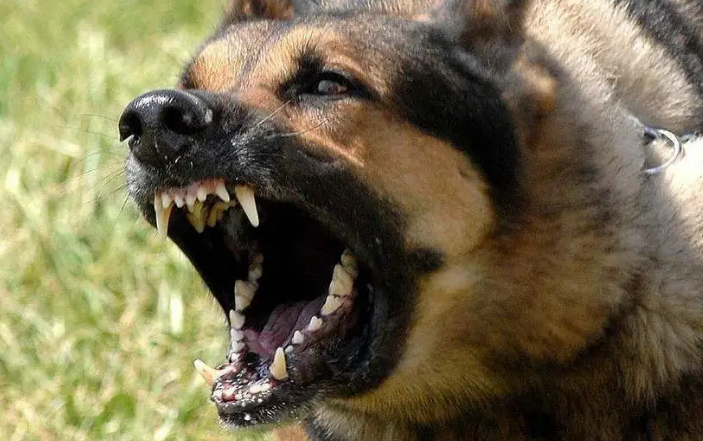 正常狗有狂犬病毒吗