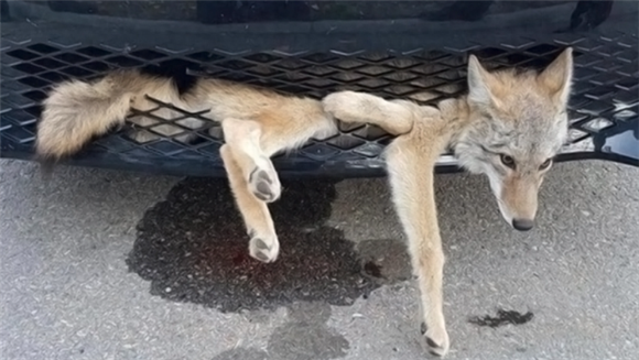 广东高速现不明生物，近看竟是40头猪，遇到保护动物撞还是不撞？