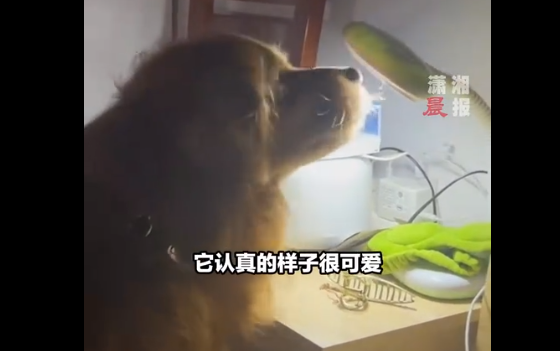 这个家不能没有它!狗狗深夜捉苍蝇让主人踏实睡觉 这个家不能没有它!狗狗深夜捉苍蝇让主人踏实睡觉
