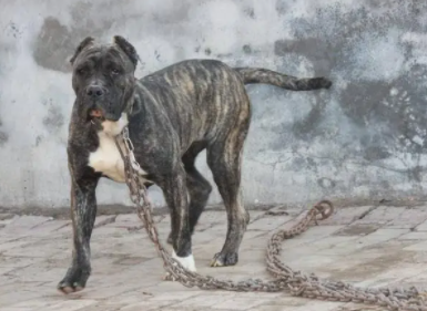 中国最大的普雷萨加纳利犬