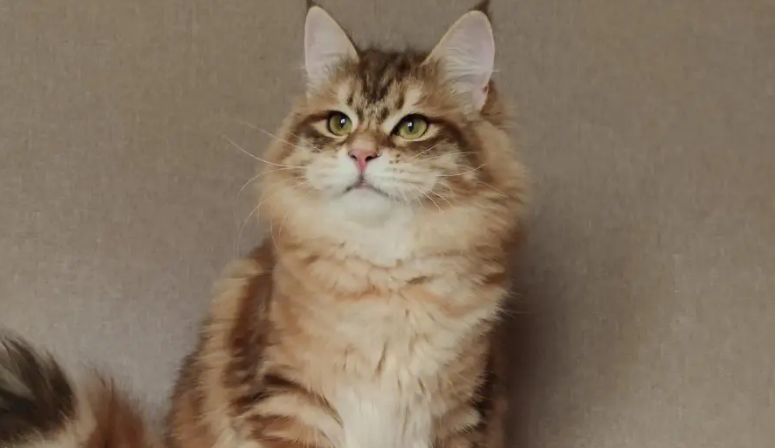 西伯利亚森林猫平均寿命 西伯利亚森林猫平均寿命