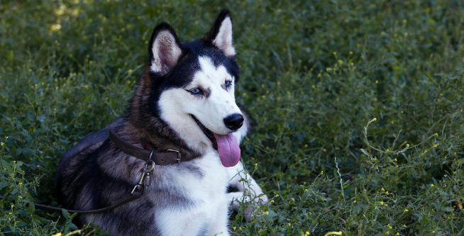 哈利犬好养吗?注意幼犬的饲养细节 哈利犬好养吗?注意幼犬的饲养细节