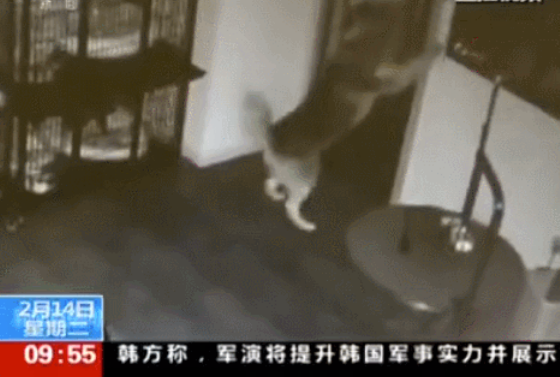 哈士奇半夜苦练倒车，吓得警车想打110...