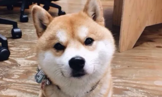 柴犬怎么养 柴犬怎么养