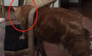 猫咪卡在凳子上，惨遭嫌弃，下一秒的举动让主人顿时不淡定了