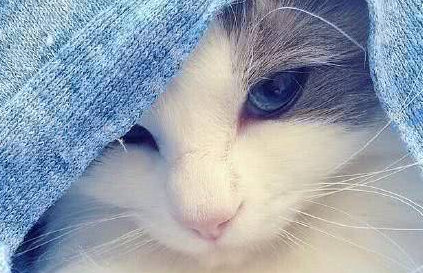猫中颜值代表“布偶猫”王思聪的值二十万,这只布偶你看值多少钱 猫中颜值代表“布偶猫”王思聪的值二十万,这只布偶你看值多少钱