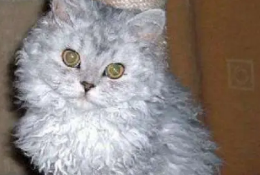 斯可可猫是披着羊皮的猫吗? 斯可可猫是披着羊皮的猫吗?