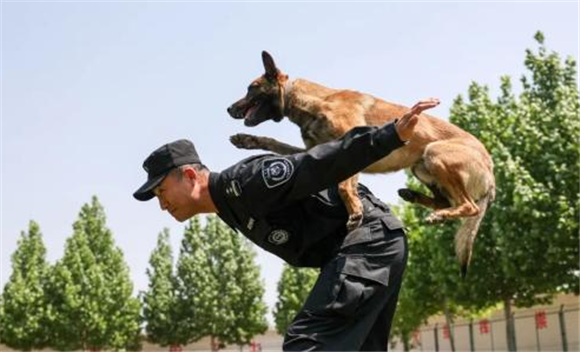 凡警微光 | 带犬民警，超帅！