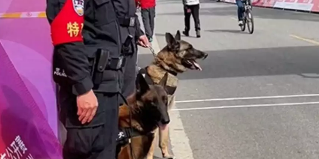 警犬执勤时憋不住拉粑粑,满脸羞愧,网友:带薪拉屎! 警犬执勤时憋不住拉粑粑,满脸羞愧,网友:带薪拉屎!