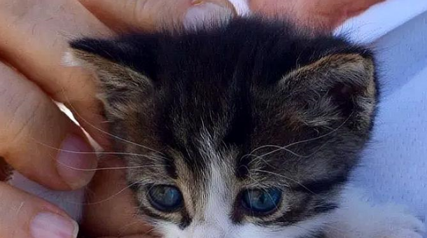 小猫被丢在垃圾堆,大叔好心给它喂水,它的一个举动令大叔心软了 小猫被丢在垃圾堆,大叔好心给它喂水,它的一个举动令大叔心软了