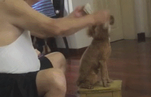 这种狗,才叫爷爷养大的狗!狗:你享受不到的生活方式! 这种狗,才叫爷爷养大的狗!狗:你享受不到的生活方式!