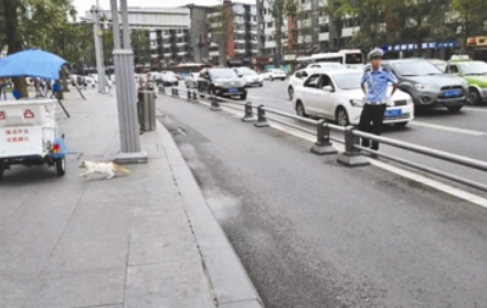 猫咪误入车流不知所措 暖男交警将其抱回路边