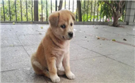 中华田园犬小型犬有哪些品种