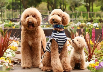 贵宾犬一般几岁死