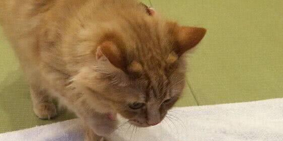流浪猫无家可归,男子将其收养,它竟带来了意外 流浪猫无家可归,男子将其收养,它竟带来了意外