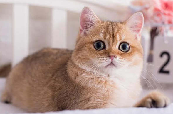 猫咪异瞳会影响视力吗，一文了解