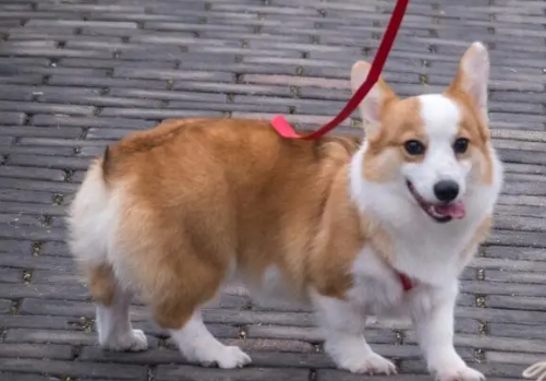 怎么养柯基犬 怎么养柯基犬