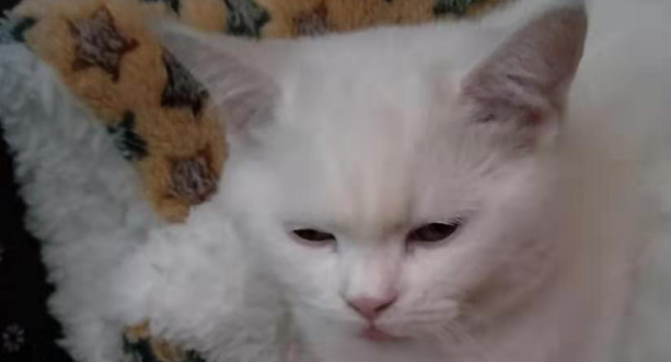 白猫心已累，再活泼的猫咪，遇到这样的主人也会力不从心吧