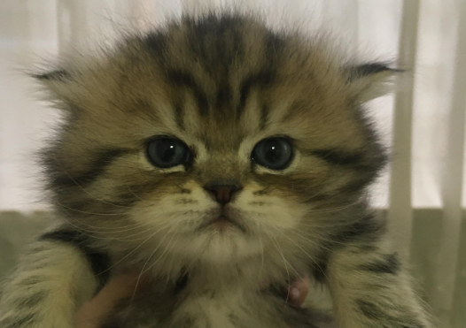 猫返祖是什么?是好还是坏? 猫返祖是什么?是好还是坏?