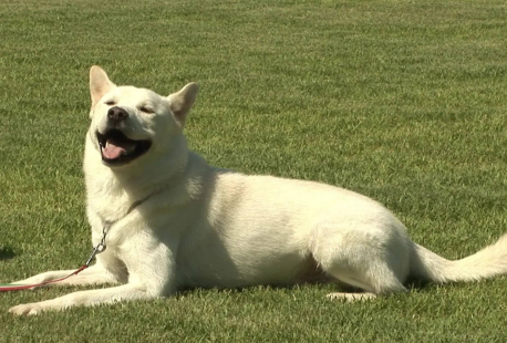 珍岛犬:“一生只有一位主人” 珍岛犬:“一生只有一位主人”