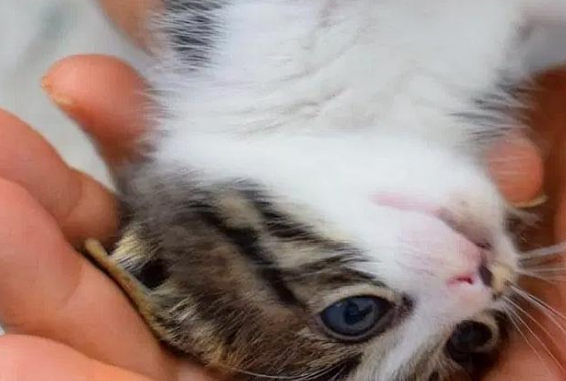 小猫被丢在垃圾堆,大叔好心给它喂水,它的一个举动令大叔心软了 小猫被丢在垃圾堆,大叔好心给它喂水,它的一个举动令大叔心软了
