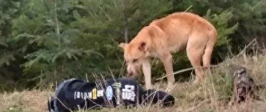 被卖了还帮忙数钱的大金毛版：被陌生人牵走还帮忙带路